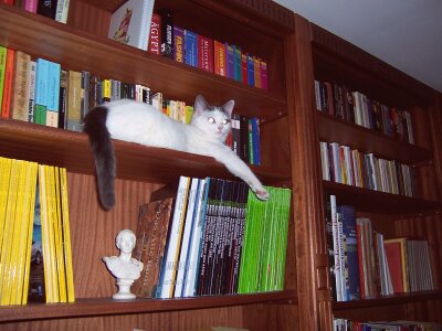 bibkat.jpg